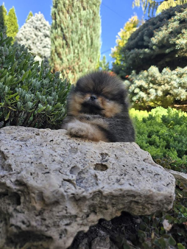 Alais Pomeranian Alais Pomeranian