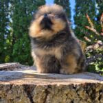Alais-male-Pomeranian-puppy-for-sale-3