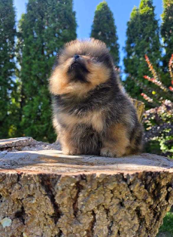 Alais Pomeranian Alais Pomeranian