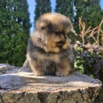 Alais-male-Pomeranian-puppy-for-sale-4