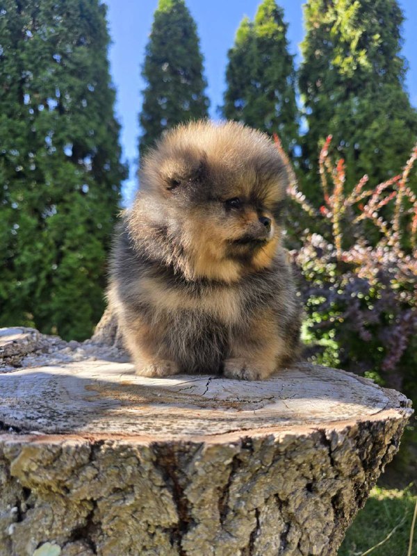 Alais Pomeranian Alais Pomeranian