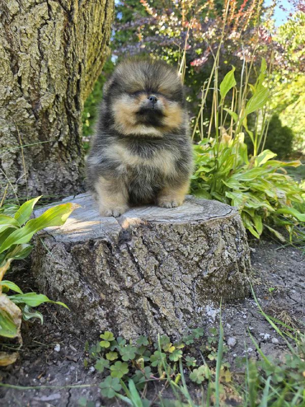 Alais Pomeranian Alais Pomeranian