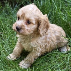 Albert Cavapoo