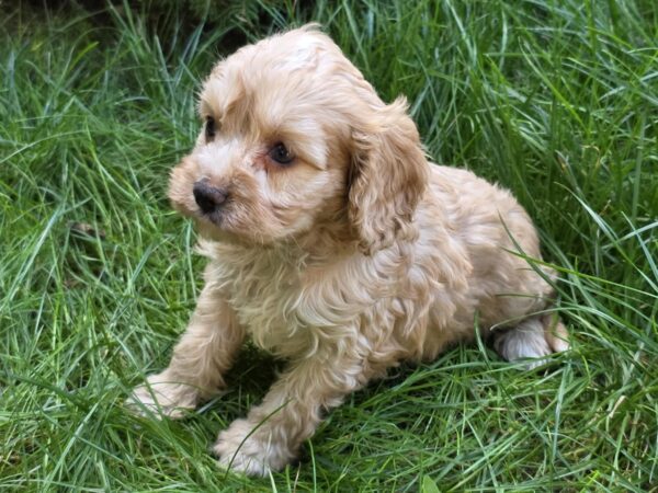 Albert Cavapoo Albert Cavapoo