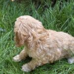 Albert-male-cavapoo-puppy-for-sale- (3)