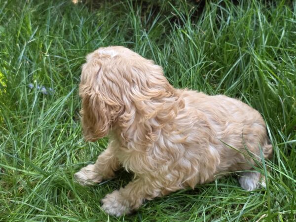 Albert Cavapoo Albert Cavapoo