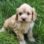 Albert-male-cavapoo-puppy-for-sale- (4)