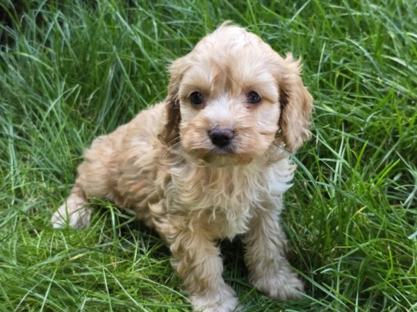 Albert Cavapoo Albert Cavapoo