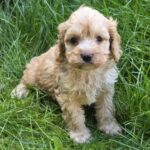 Albert-male-cavapoo-puppy-for-sale- (5)