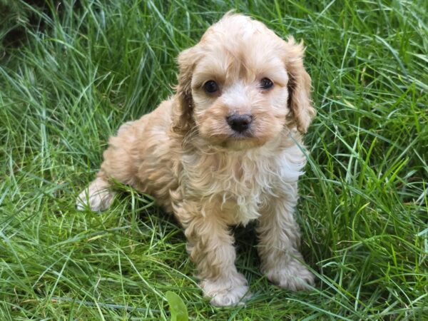 Albert Cavapoo Albert Cavapoo
