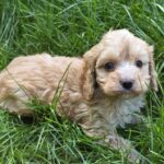 Albert-male-cavapoo-puppy-for-sale- (6)
