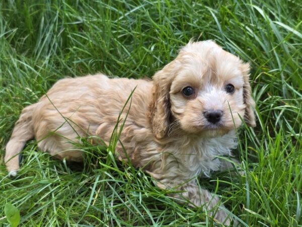 Albert Cavapoo Albert Cavapoo