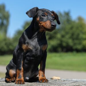 Alfonso Miniature Pinscher