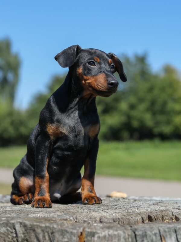 Alfonso Miniature Pinscher Alfonso Miniature Pinscher