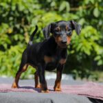 Alfonso-male-Miniature-Pinscher-puppy-for-sale-1 (2)
