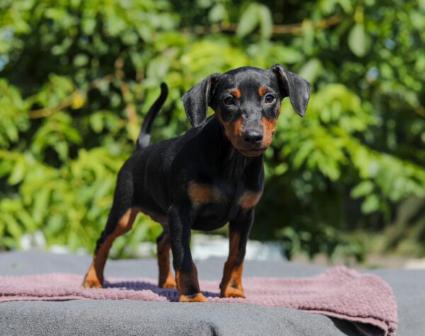 Alfonso Miniature Pinscher Alfonso Miniature Pinscher