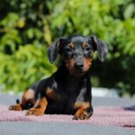 Alfonso-male-Miniature-Pinscher-puppy-for-sale-1 (3)