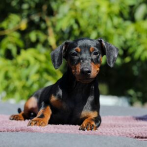 Alfonso Miniature Pinscher