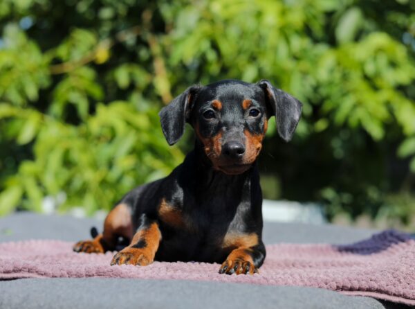 Alfonso Miniature Pinscher Alfonso Miniature Pinscher