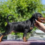 Alfonso-male-Miniature-Pinscher-puppy-for-sale-1 (4)