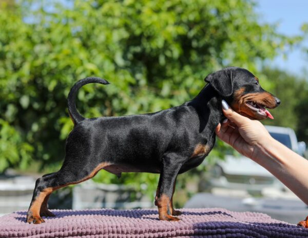 Alfonso Miniature Pinscher Alfonso Miniature Pinscher