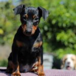 Alfonso-male-Miniature-Pinscher-puppy-for-sale-1 (5)