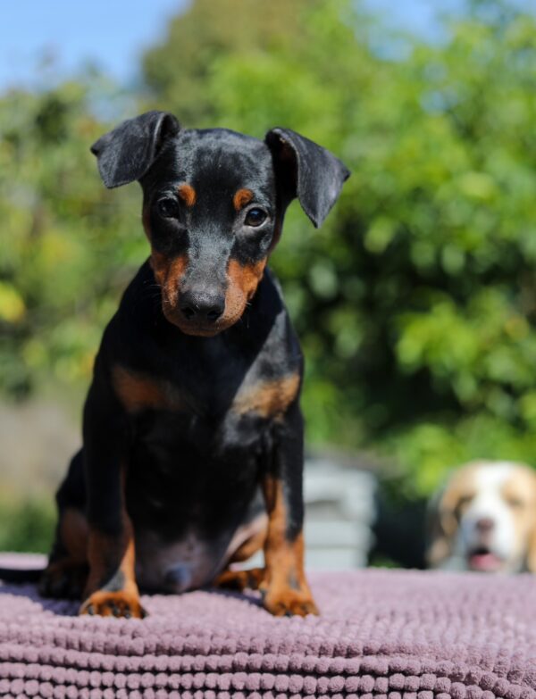 Alfonso Miniature Pinscher Alfonso Miniature Pinscher