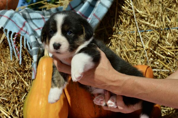 Alicia Welsh Corgi Alicia Welsh Corgi