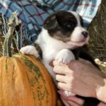 Alicia-female-welsh-corgi-puppy-for-sale-1 (2)