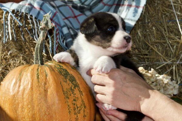 Alicia Welsh Corgi Alicia Welsh Corgi