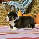 Alicia-female-welsh-corgi-puppy-for-sale-1 (3)