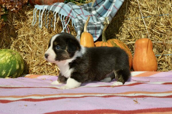 Alicia Welsh Corgi Alicia Welsh Corgi