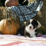 Alicia-female-welsh-corgi-puppy-for-sale-1 (4)