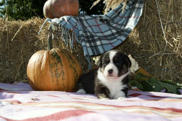 Alicia Welsh Corgi Alicia Welsh Corgi