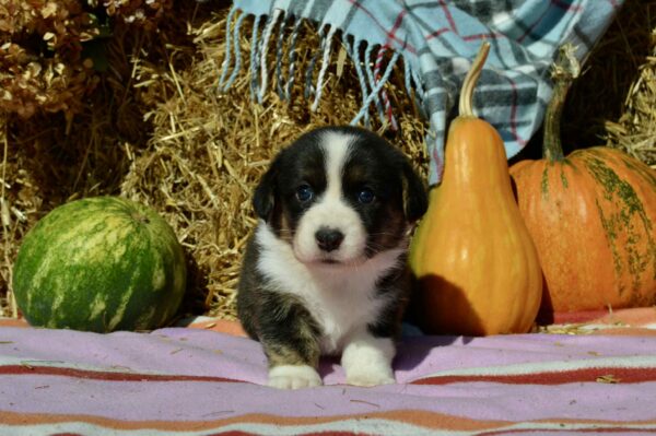 Alicia Welsh Corgi Alicia Welsh Corgi