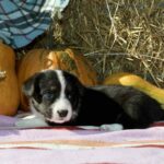 Alura-female-welsh-corgi-puppy-for-sale-1 (1)