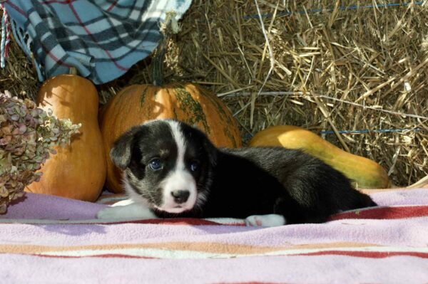 Alura Welsh Corgi Alura Welsh Corgi