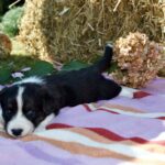 Alura-female-welsh-corgi-puppy-for-sale-1 (2)