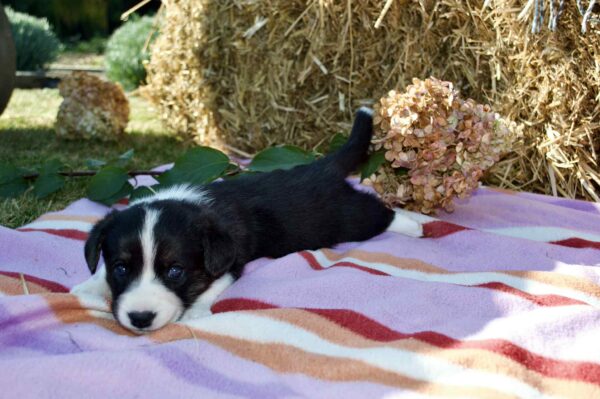 Alura Welsh Corgi Alura Welsh Corgi