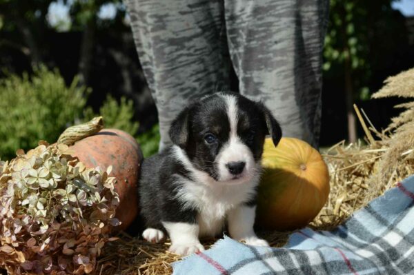 Alura Welsh Corgi Alura Welsh Corgi