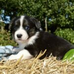 Alura-female-welsh-corgi-puppy-for-sale-1 (4)