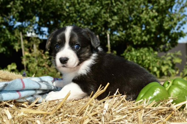 Alura Welsh Corgi Alura Welsh Corgi