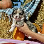 Amina-female-welsh-corgi-puppy-for-sale-1 (1)