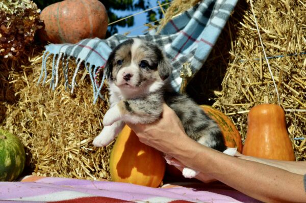 Amina Welsh Corgi Amina Welsh Corgi