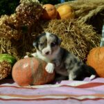 Amina-female-welsh-corgi-puppy-for-sale-1 (2)
