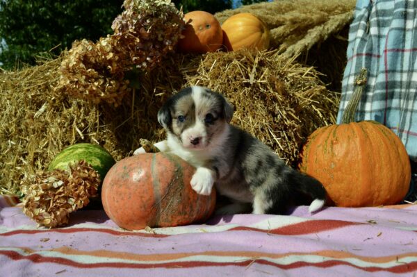 Amina Welsh Corgi Amina Welsh Corgi