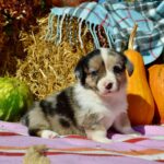 Amina-female-welsh-corgi-puppy-for-sale-1 (3)
