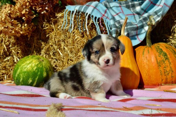 Amina Welsh Corgi Amina Welsh Corgi