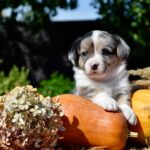 Amina-female-welsh-corgi-puppy-for-sale-1 (4)