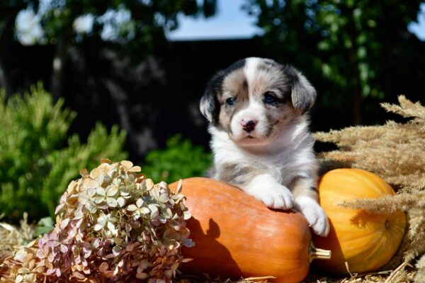 Amina Welsh Corgi Amina Welsh Corgi